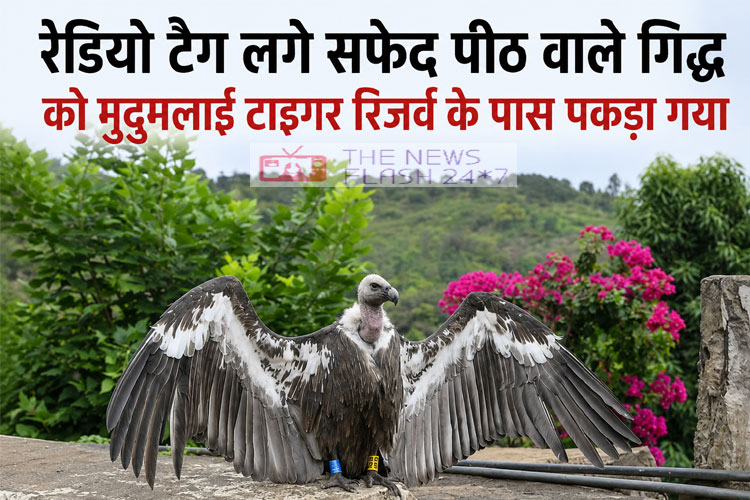 White Rumped Vulture, Mudumalai